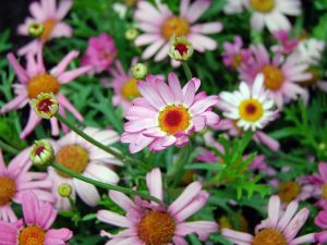 Marguerites blanches et mauves dans un champs.